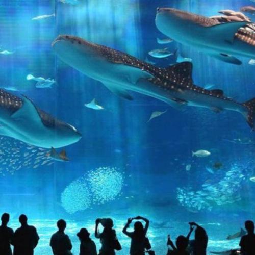 Visite de l’Aquarium Grand Hurghada