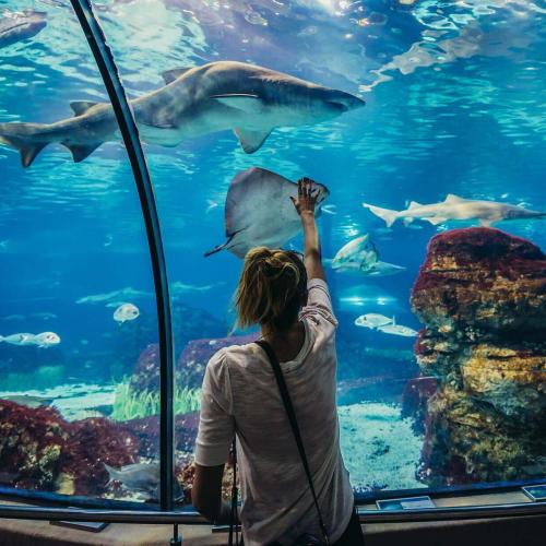 Visite de l’Aquarium Grand Hurghada