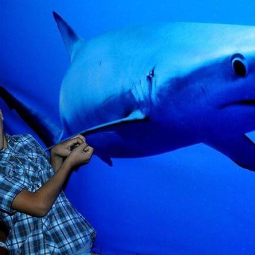 Visite de l’Aquarium Grand Hurghada