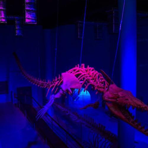 Visite de l’Aquarium Grand Hurghada