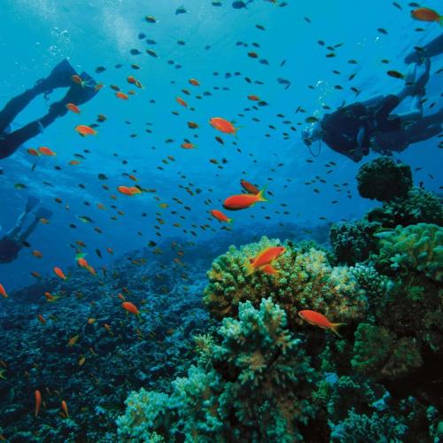 Daily Diving in hurghada