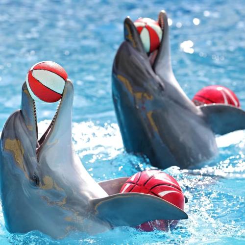spectacle de dauphins à Hurghada