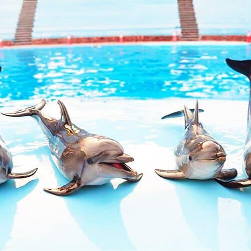 spectacle de dauphins à Hurghada