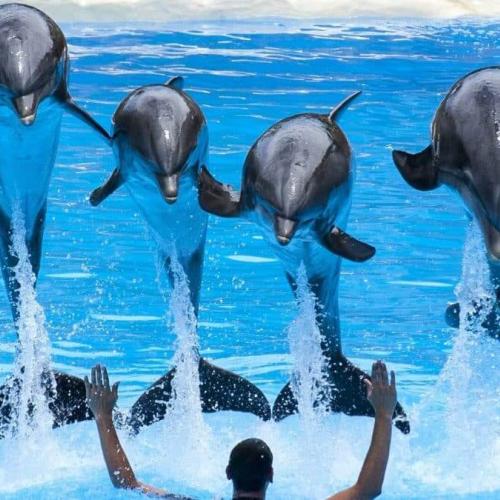 spectacle de dauphins à Hurghada