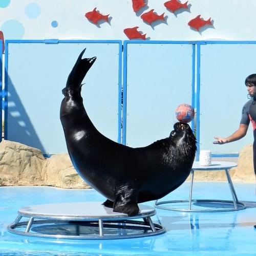spectacle de dauphins à Hurghada