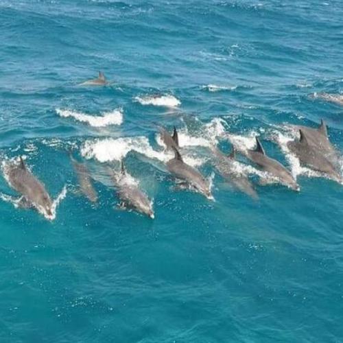 Excursion à Dolphin House Hurghada