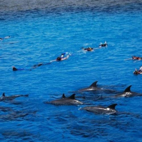 Excursion à Dolphin House Hurghada