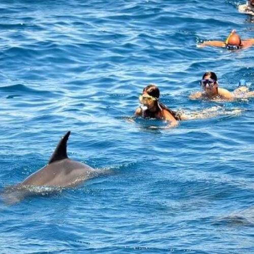 Excursion à Dolphin House Hurghada