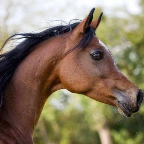 Balade à cheval diner spectacl hurghada