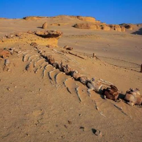 White Desert Egypt, camping, safari, Bahariya Oasis
