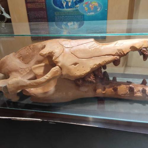 White Desert Egypt, camping, safari, Bahariya Oasis